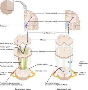 Diagram of sensory pathways: dorsal column and spinothalamic tracts