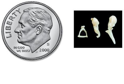 Auditory ossicles compared to a dime