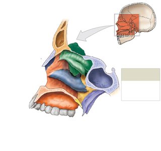Sagittal section of the nasal complex