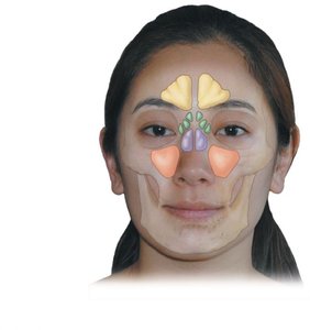 Locations of the paranasal sinuses