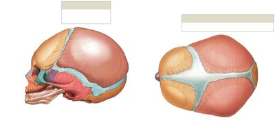 Infant skull showing fontanelles