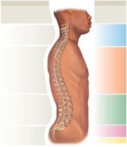 Spinal curves and vertebral regions