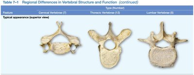 Regional differences in vertebral structure and function