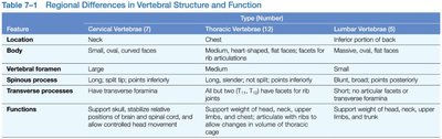 Typical appearance of cervical, thoracic, and lumbar vertebrae
