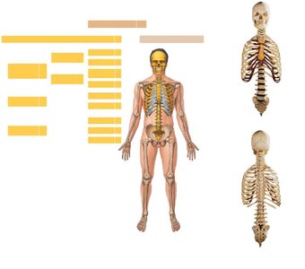 Diagram of the axial skeleton with highlighted components