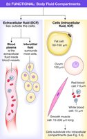 Body Fluid Compartments diagram