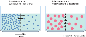 Membrane permeability diagram