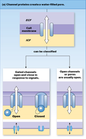 Channel proteins and gating