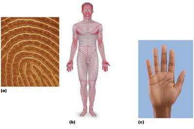 Dermal modifications: friction ridges, flexure lines, cleavage lines
