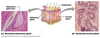 Sectioned sebaceous and eccrine glands