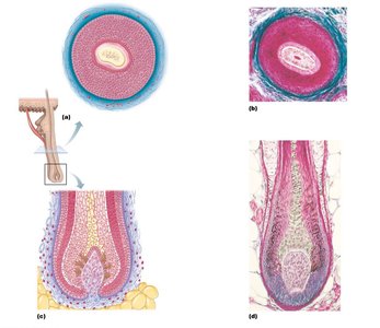 Cross section and longitudinal view of hair follicle