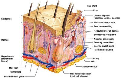 Anatomy of the skin showing epidermis, dermis, and hypodermis