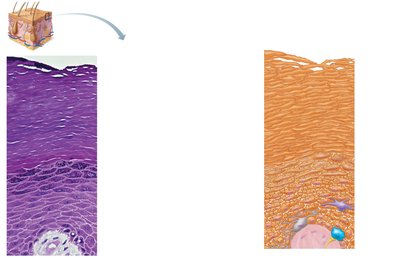 Cell types and layers of the epidermis