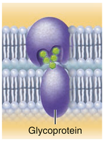 Cell-cell recognition