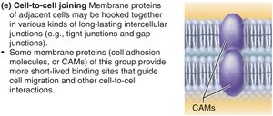 Cell-to-cell joining