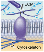 Attachment to cytoskeleton and ECM