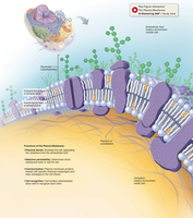 Plasma membrane overview
