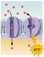 Transport proteins