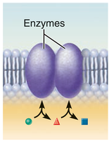 Enzymatic proteins