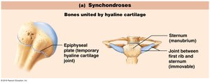 Synchondroses: Bones united by hyaline cartilage