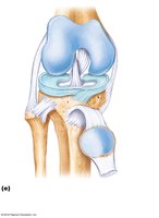 Articular discs (menisci) in a synovial joint
