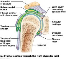 Frontal section through the right shoulder joint showing bursae and synovial structures