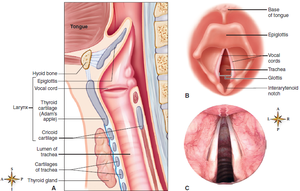Anatomy of the larynx showing cartilages, vocal cords, and glottis
