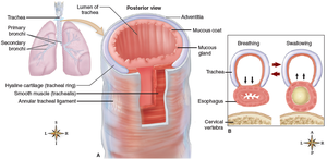 Structure of the trachea with cartilage rings and mucosa
