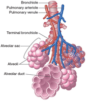 Diagram of bronchioles and alveolar sacs