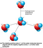 Hydrogen bonds between water molecules