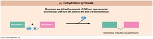 Dehydration synthesis