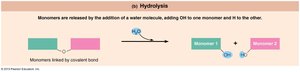 Hydrolysis