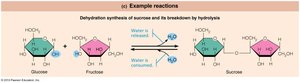 How dehydration synthesis and hydrolysis work together