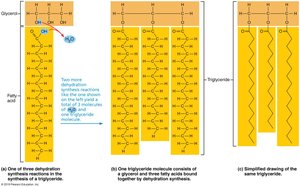 Triglyceride structure