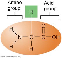 Amino acid structure