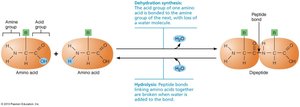 Amino acids linked by peptide bonds