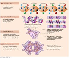 Levels of protein structure