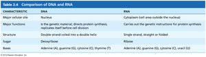 Table comparing DNA and RNA