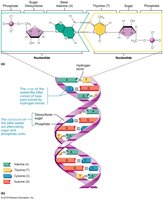 Structure of DNA