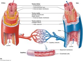 Generalized structure of arteries, veins, and capillaries