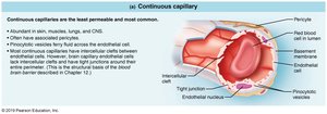 Continuous capillary structure