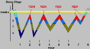 Sleep cycle stages and REM periods