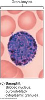 Basophil: bilobed nucleus, purplish-black granules