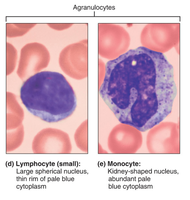 Agranulocytes: lymphocyte and monocyte