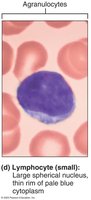 Lymphocyte: large spherical nucleus, thin rim of cytoplasm