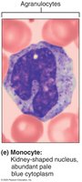 Monocyte: kidney-shaped nucleus, abundant cytoplasm