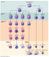 Leukopoiesis: WBC development pathways