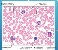 Platelets in blood smear