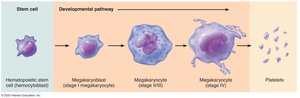 Formation of platelets from megakaryocytes