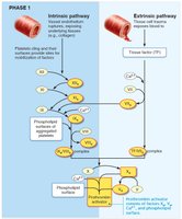 Phase 1: Intrinsic and extrinsic pathways to prothrombin activator